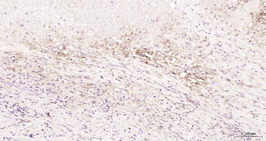 Anti-ICAM-1/CD54 Polyclonal Antibody