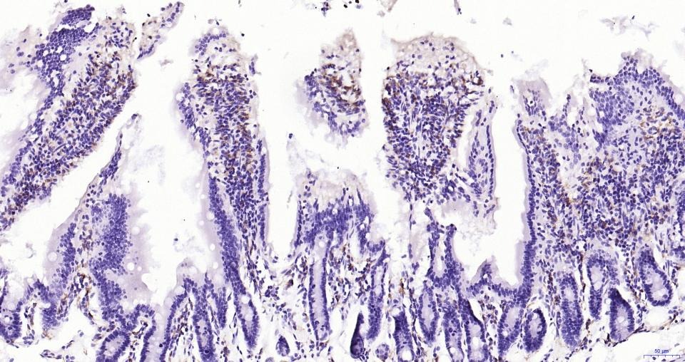 Anti-Iba1 Polyclonal Antibody