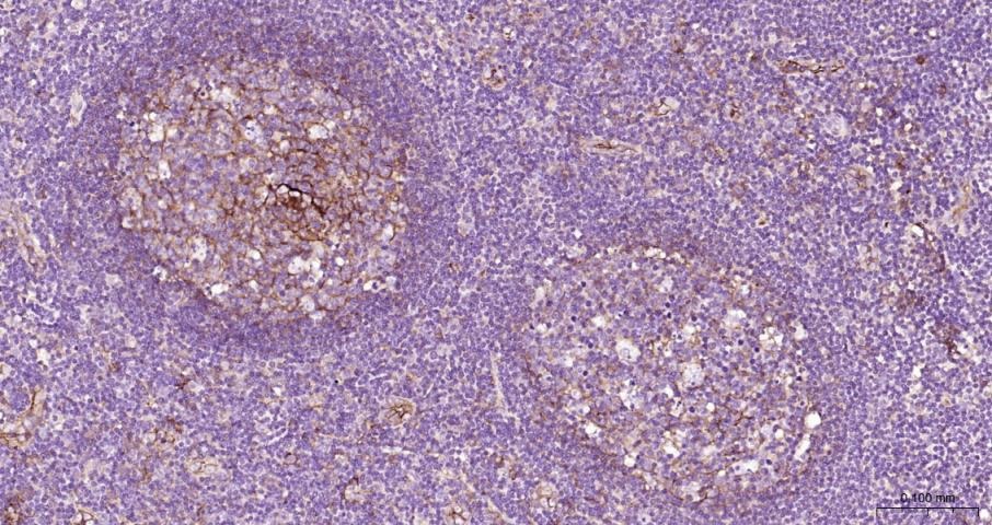 Anti-ICAM-1/CD54 Polyclonal Antibody