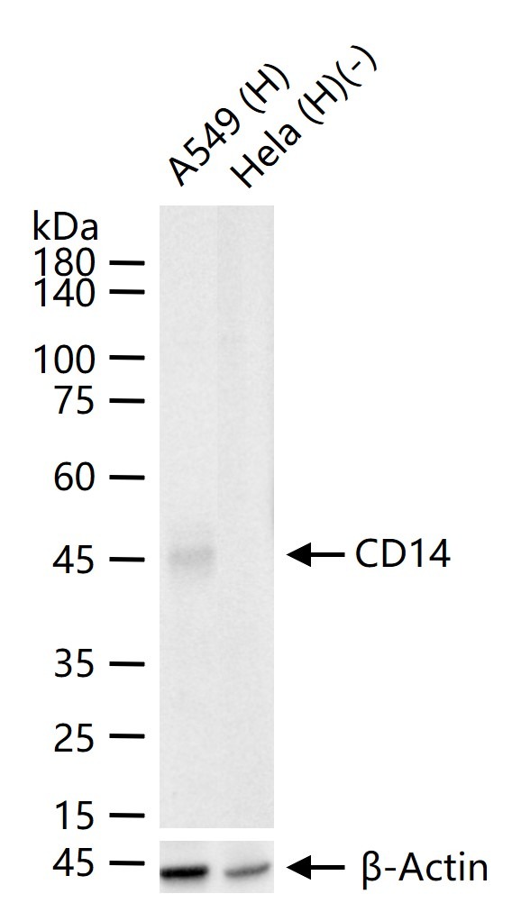 Anti-CD14 Antibody (2E832)