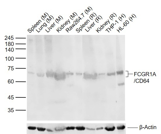 Anti-CD64 Polyclonal Antibody