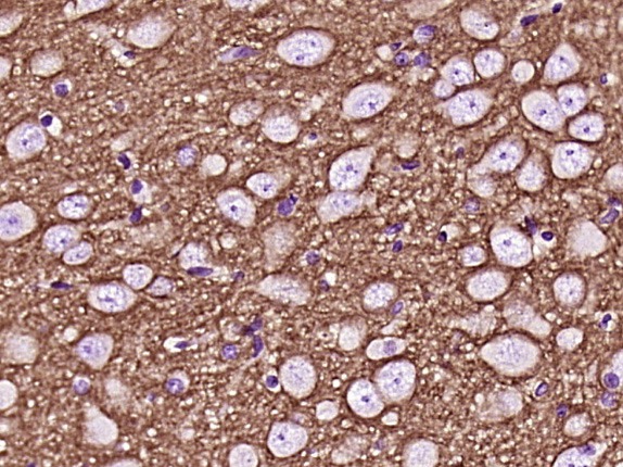 Anti-GAP43 Antibody (6V411)