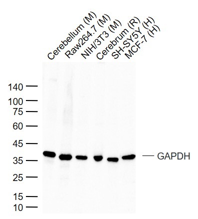GAPDH Loading Control Polyclonal Antibody 2