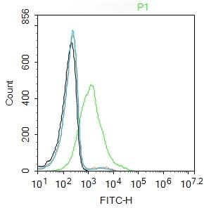 Anti-GAD67 Polyclonal Antibody
