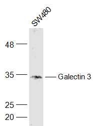 Anti-Galectin-3/LGALS3 Polyclonal Antibody