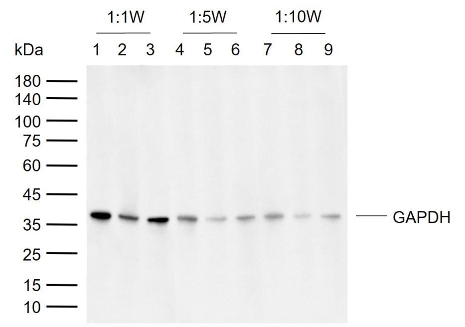 GAPDH Loading Control Polyclonal Antibody 2