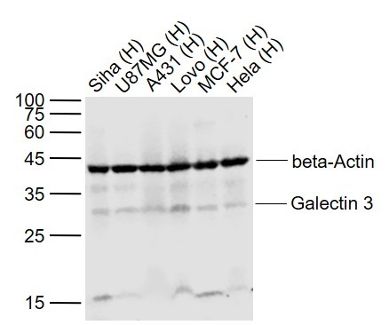 Anti-Galectin-3/LGALS3 Polyclonal Antibody