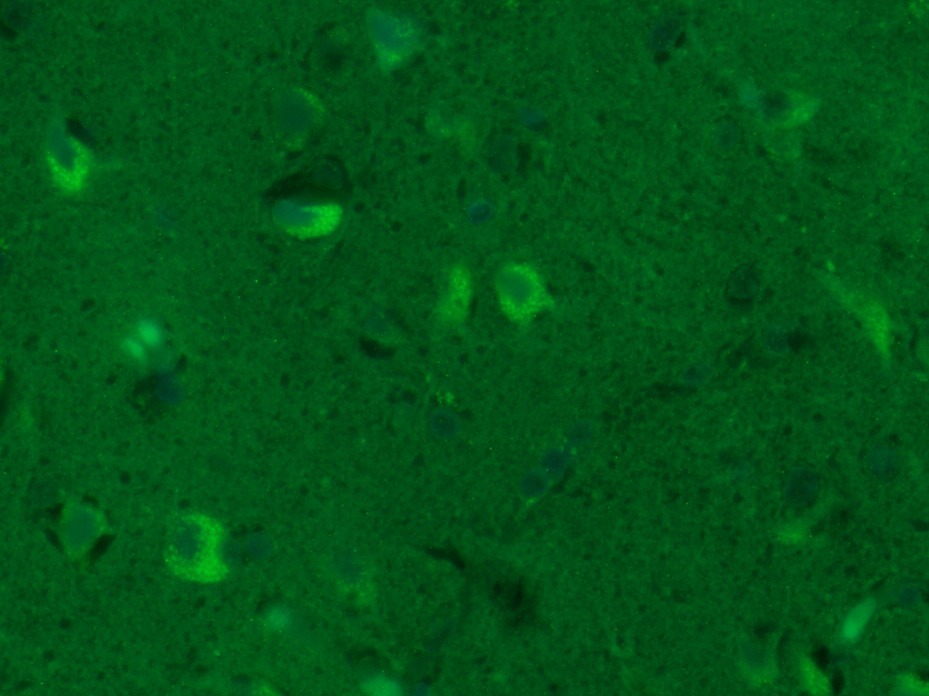 Anti-GAP43 Polyclonal Antibody