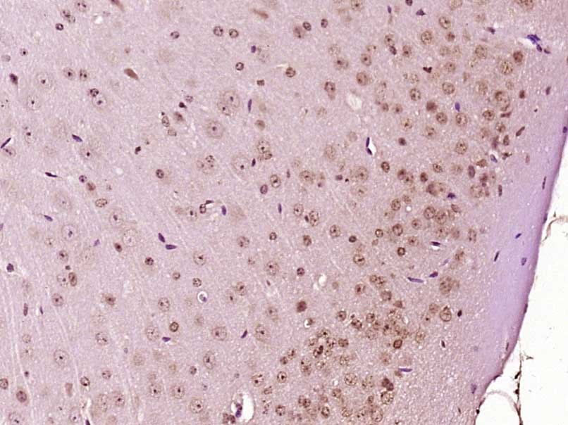 Anti-GADD45A Polyclonal Antibody