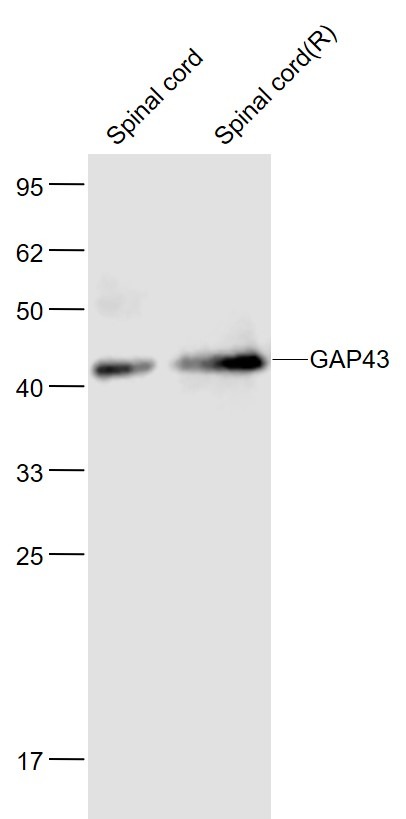 Anti-GAP43 Antibody (6V411)