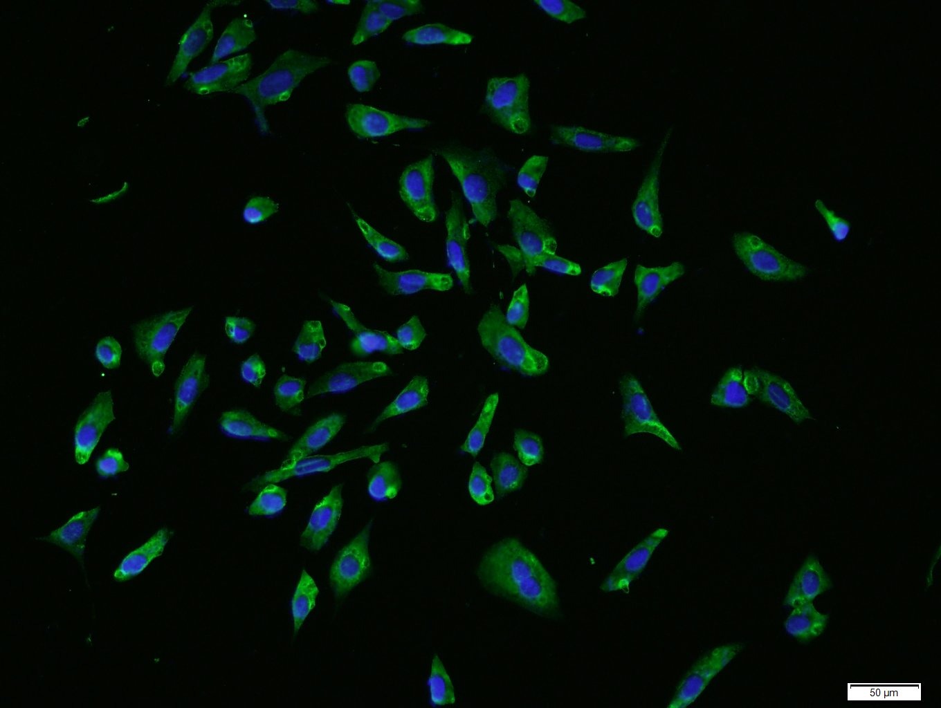 Anti-GADD45A Polyclonal Antibody