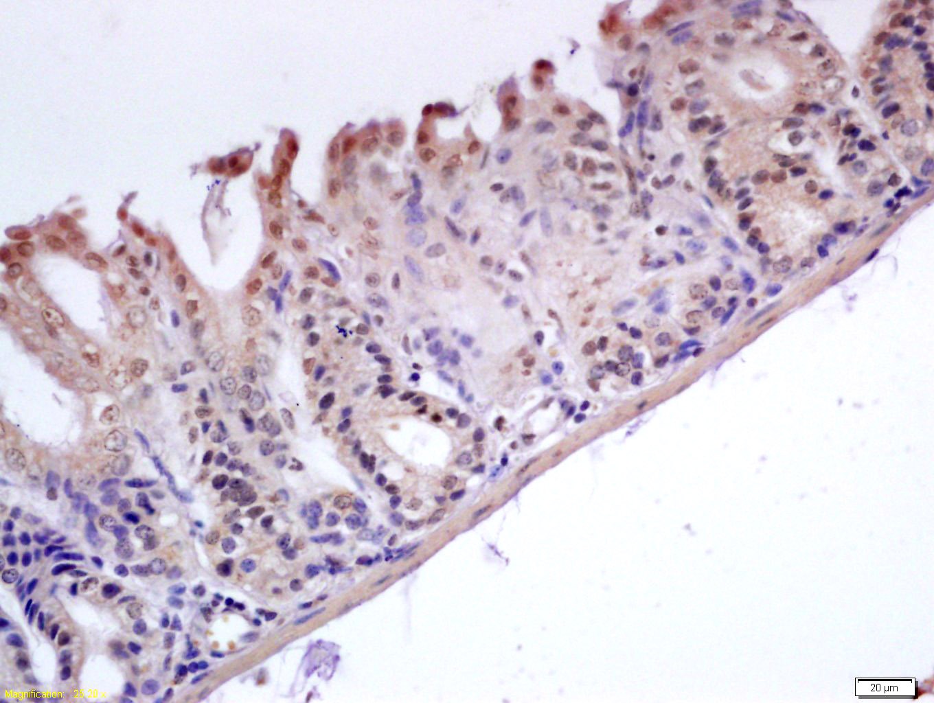 Anti-GADD45B Polyclonal Antibody