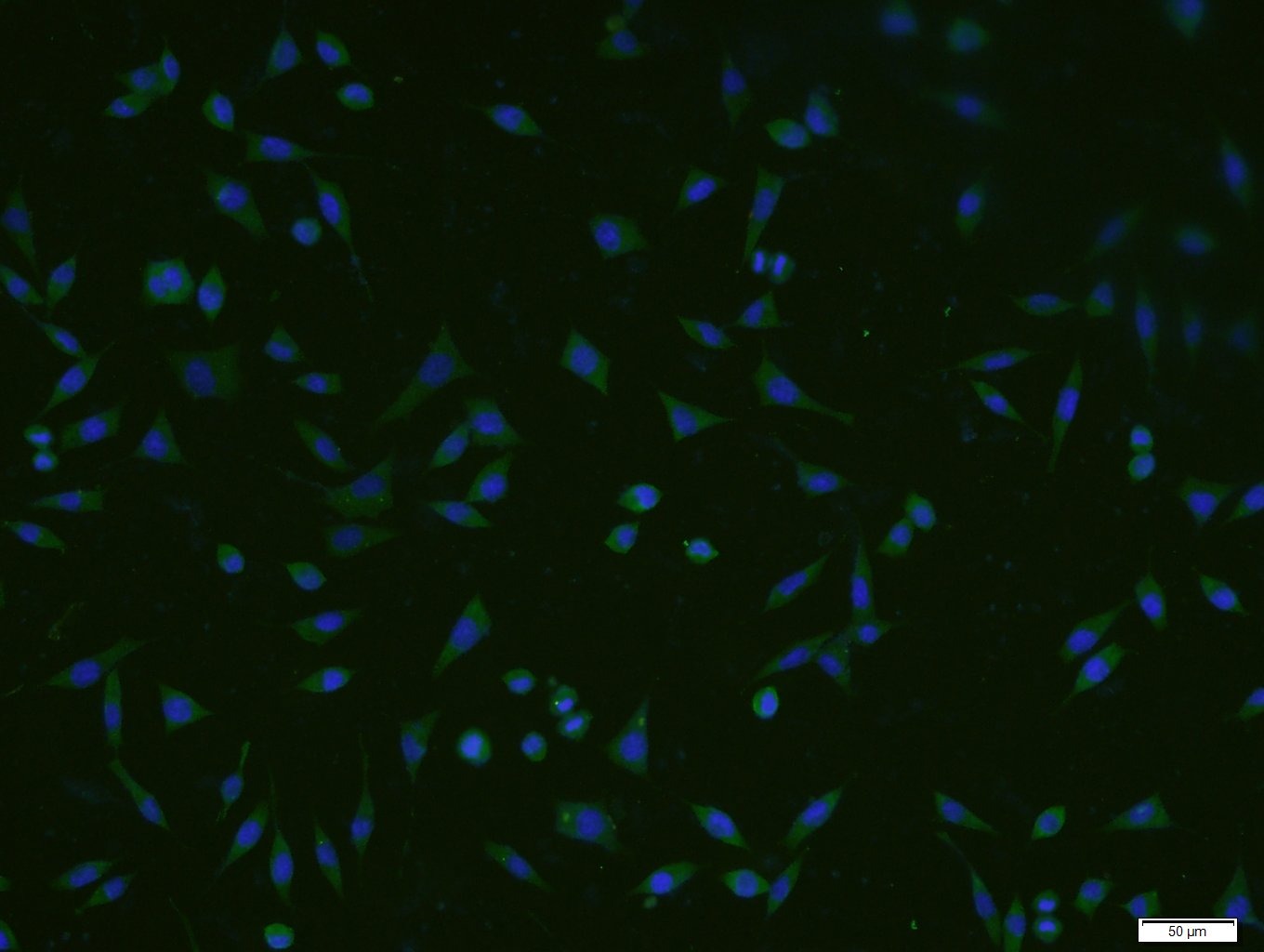 Anti-GADD45A Polyclonal Antibody