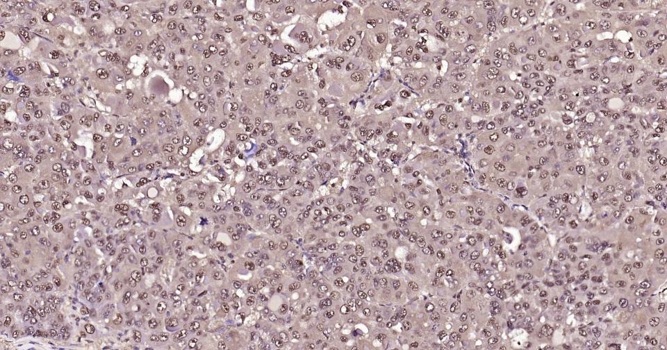 GAPDH Loading Control Polyclonal Antibody 2