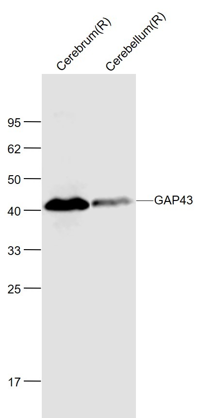Anti-GAP43 Antibody (6V411)
