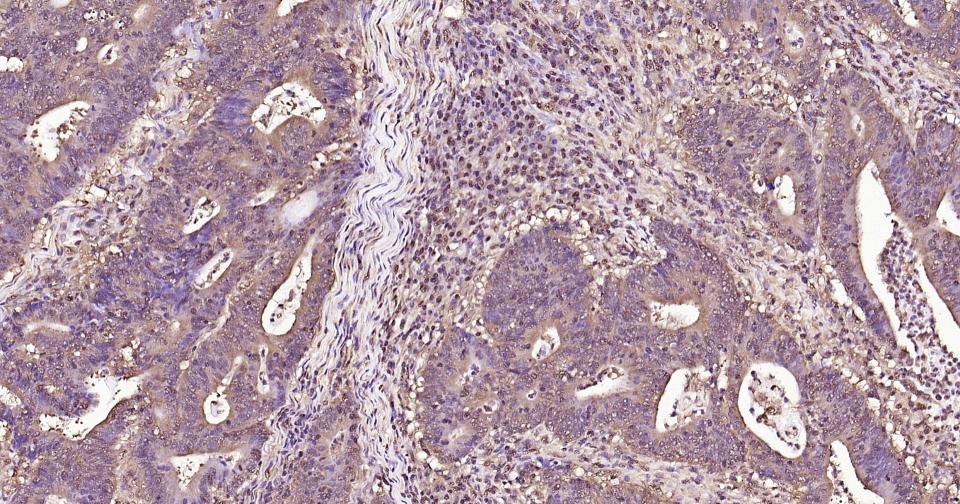 GAPDH Loading Control Antibody (1K734)