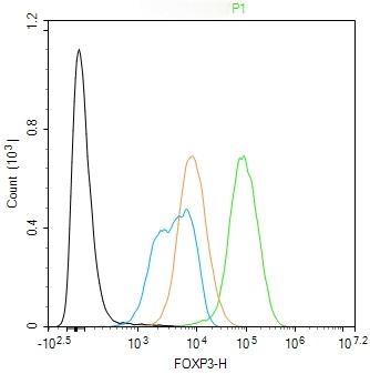 Anti-FOXP3 Polyclonal Antibody 2