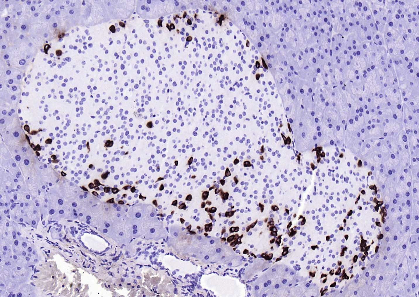 Anti-GCG Antibody (6G692)