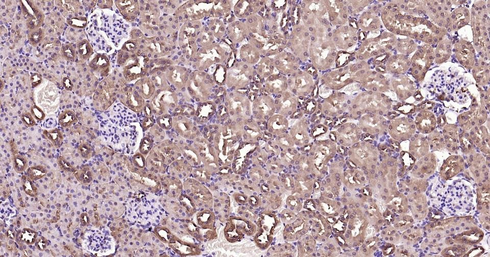 GAPDH Loading Control Antibody (1K734)