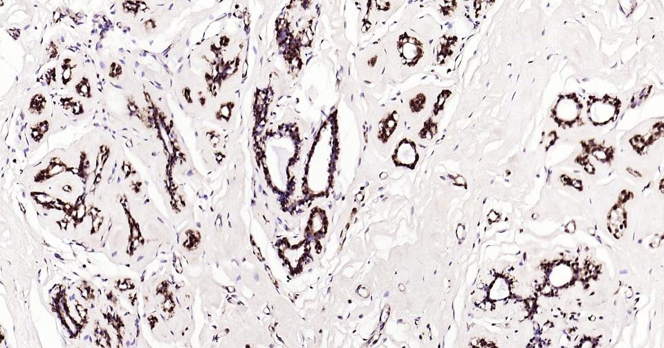 GAPDH Loading Control Antibody (1K734)