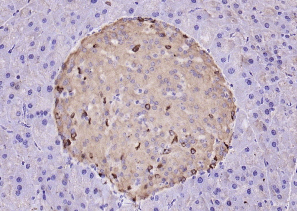 Anti-GCG Polyclonal Antibody