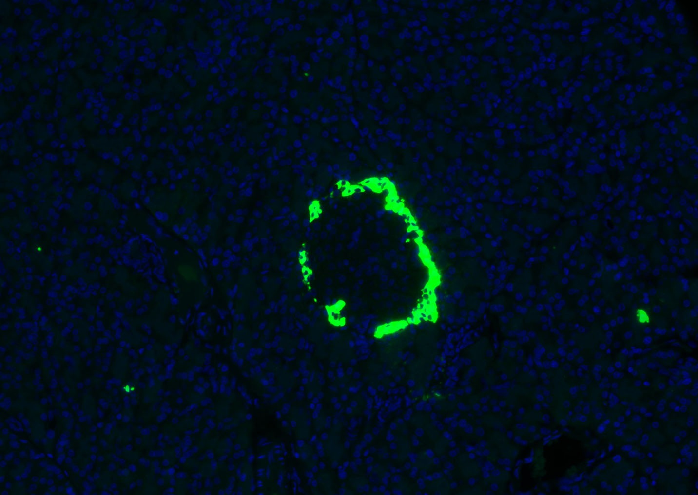 Anti-GCG Polyclonal Antibody 2