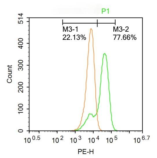 Anti-GATA3 Polyclonal Antibody
