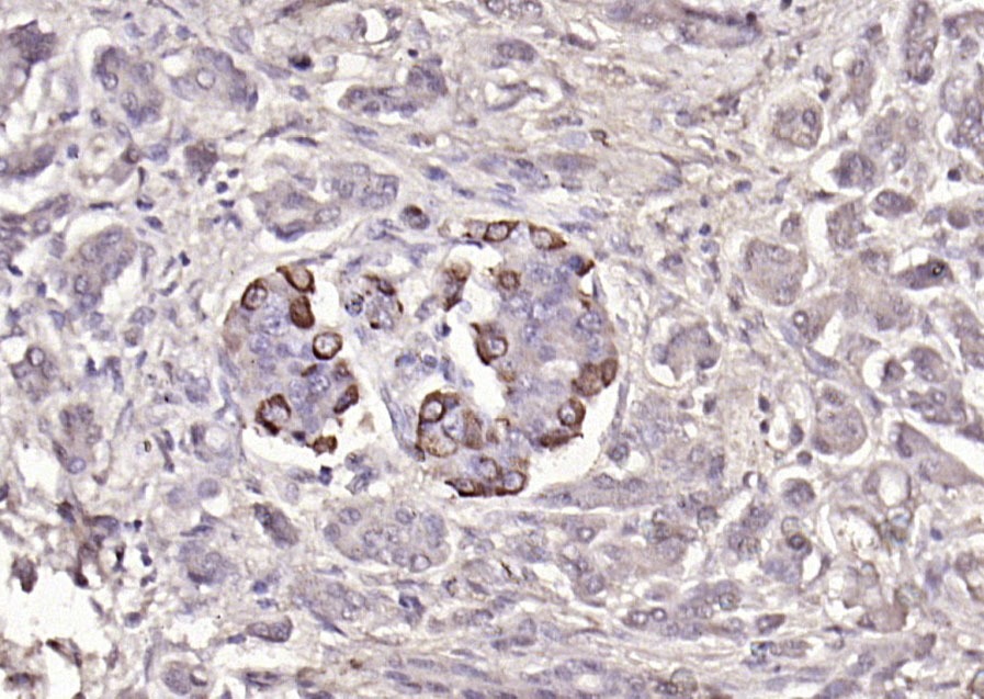 Anti-GCG Polyclonal Antibody