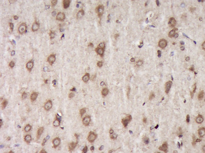 Anti-Fibromodulin Polyclonal Antibody