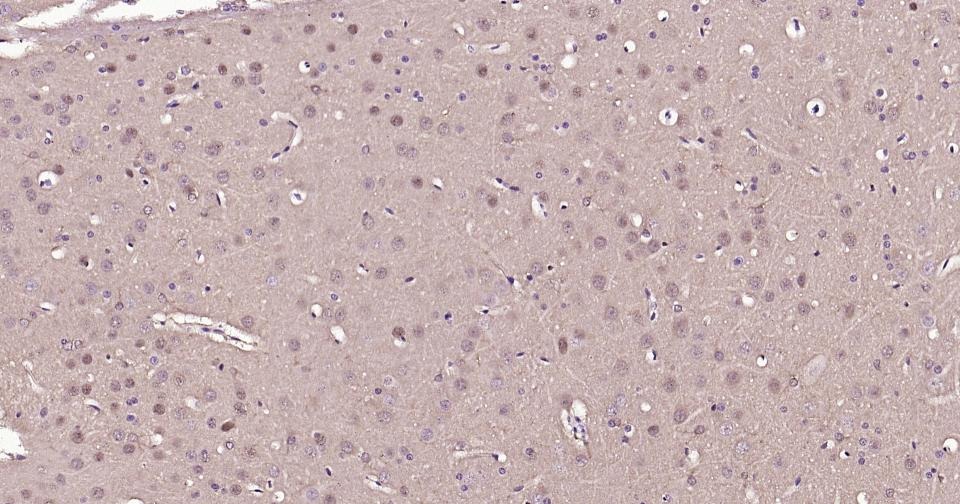 GAPDH Loading Control Antibody (1K734)