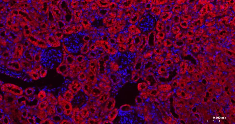 GAPDH Loading Control Polyclonal Antibody 2