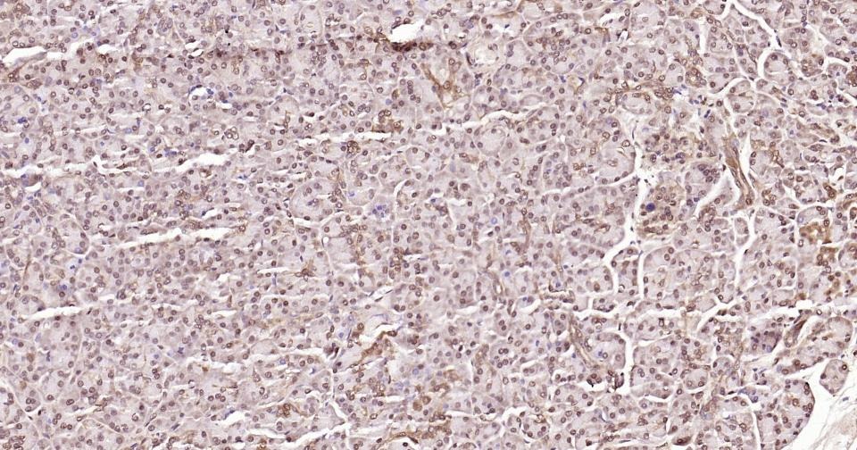 GAPDH Loading Control Polyclonal Antibody 2