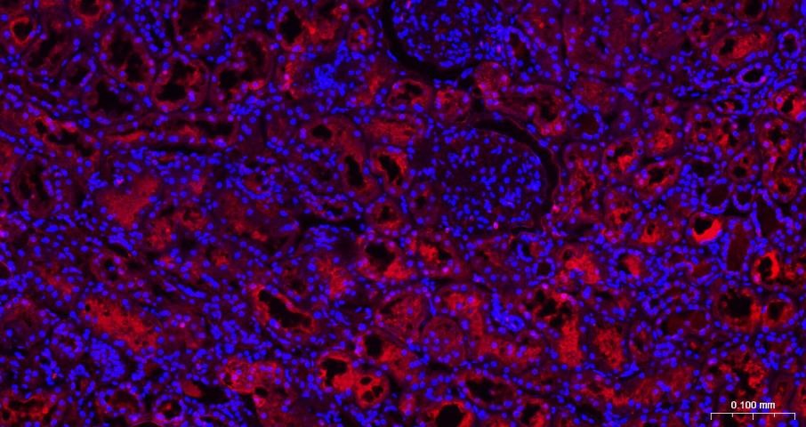 GAPDH Loading Control Polyclonal Antibody 2