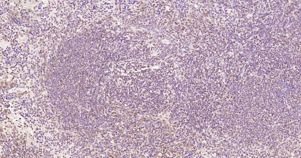 GAPDH Loading Control Antibody (1K734)