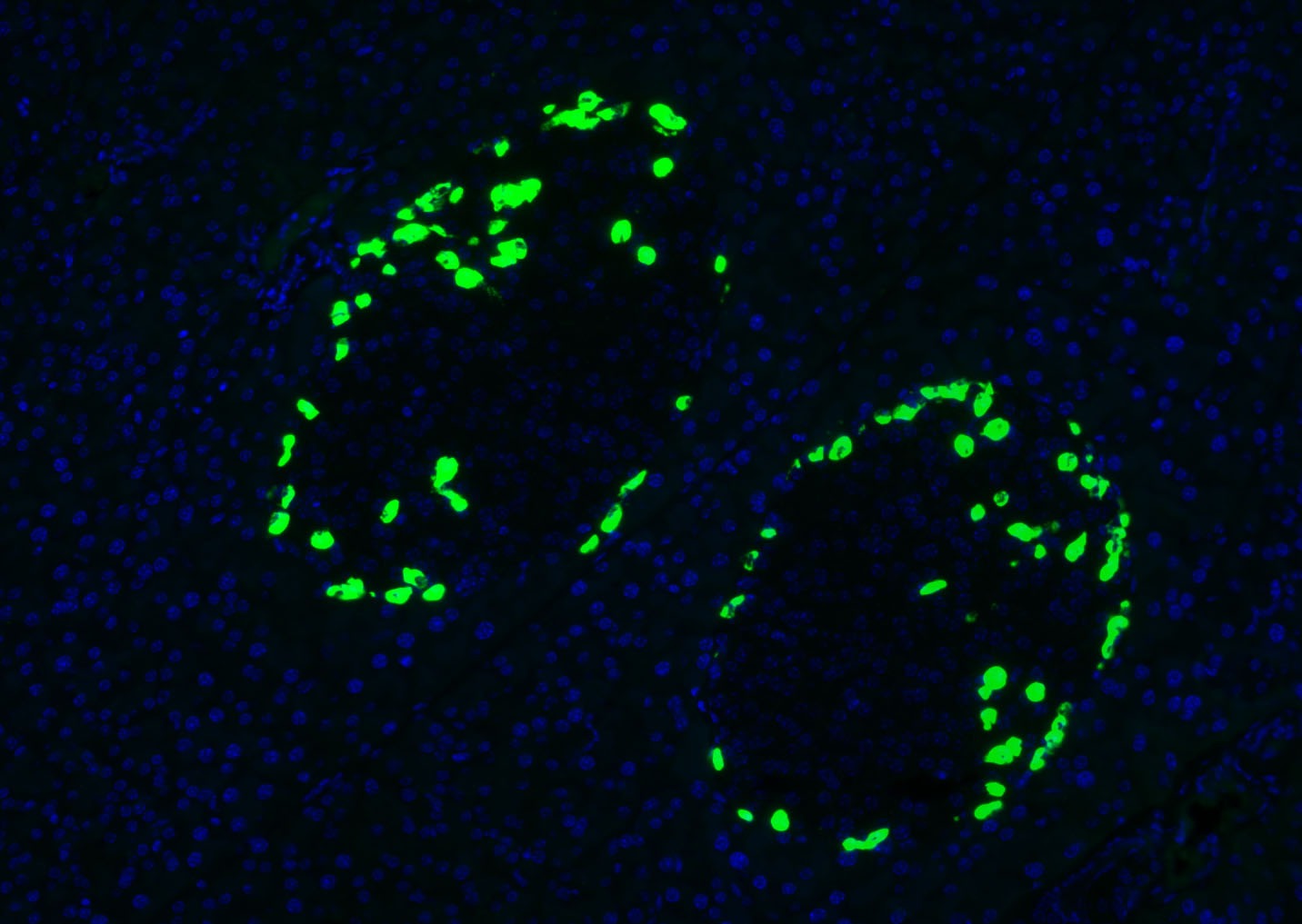Anti-GCG Polyclonal Antibody 2