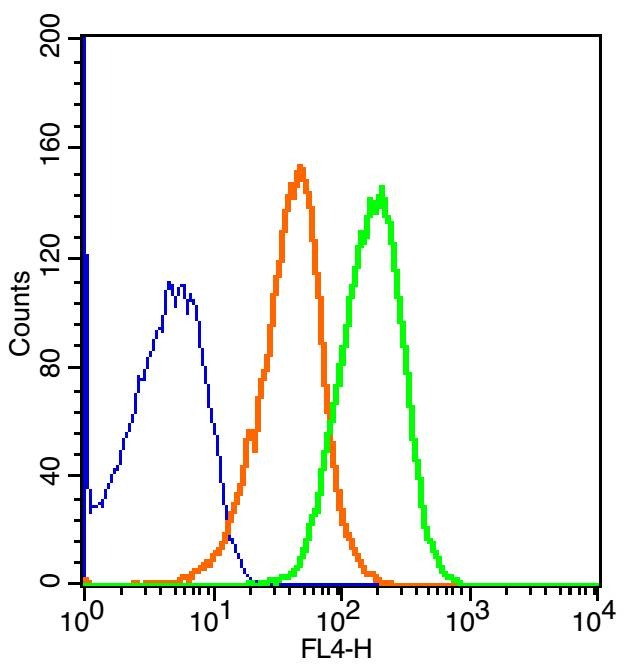 Anti-GCGR Polyclonal Antibody