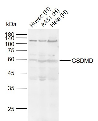 Anti-Gasdermin-D Polyclonal Antibody