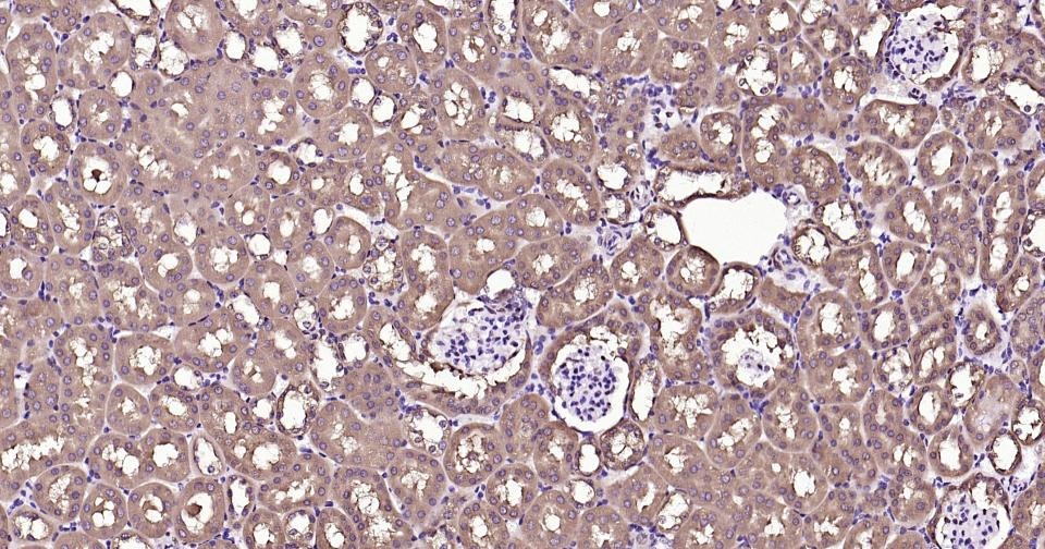 GAPDH Loading Control Antibody (1K734)