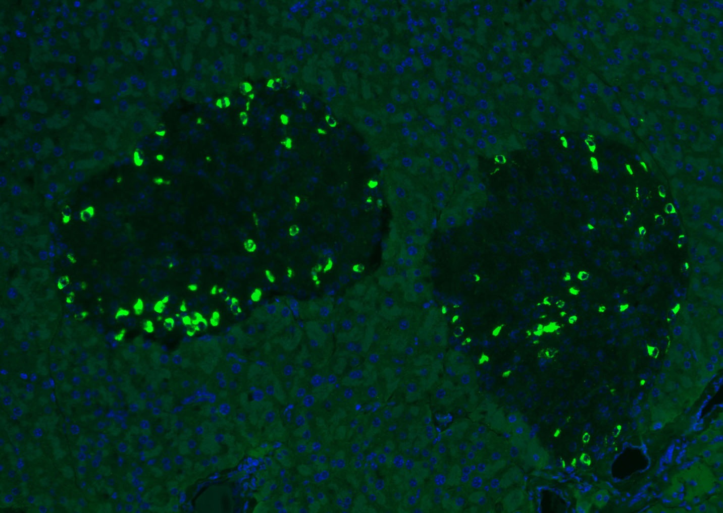Anti-GCG Antibody (6G692)