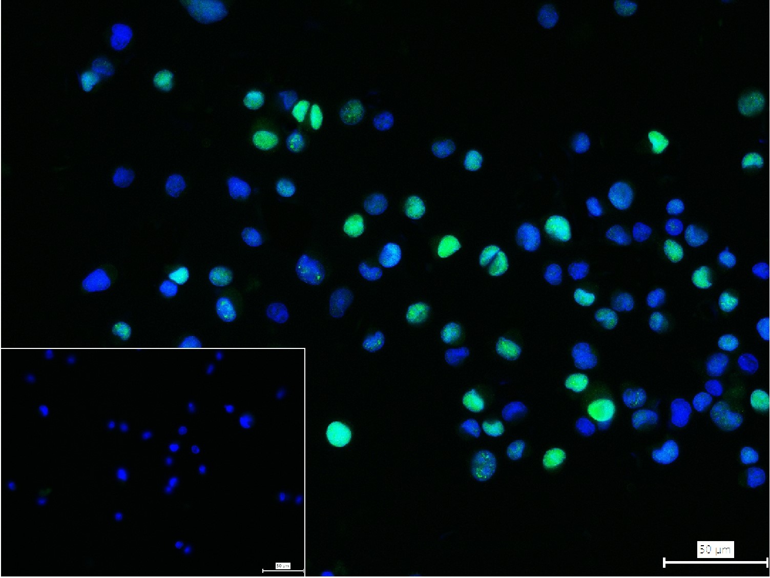 Anti-FOXP3 Antibody (7Z785)