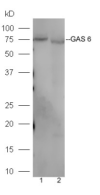 Anti-GAS6 Polyclonal Antibody