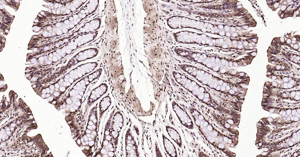 GAPDH Loading Control Antibody (1K734)