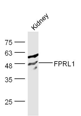Anti-FPRL1 Polyclonal Antibody 2