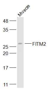 Anti-FITM2 Polyclonal Antibody