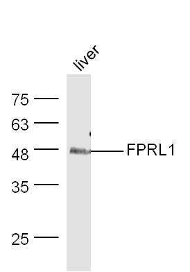 Anti-FPRL1 Polyclonal Antibody 2