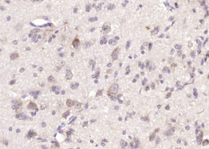 Anti-FLRT2 Polyclonal Antibody