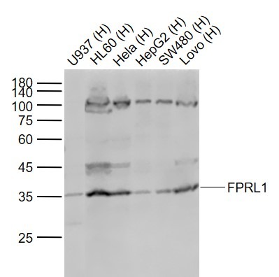 Anti-FPRL1 Polyclonal Antibody