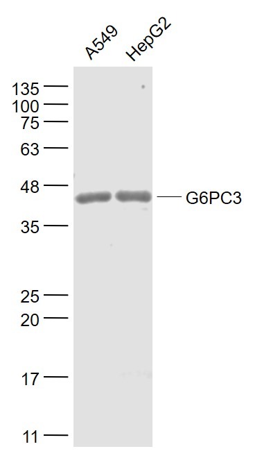 Anti-G6PC3 Polyclonal Antibody