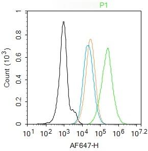 Anti-FUT4 Polyclonal Antibody