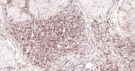 Anti-FTH Antibody (9C880)